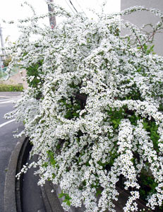 Spirea: výsadba a starostlivosť. Spirea prerezávanie