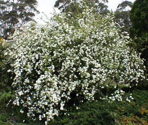 Spirea: výsadba a starostlivosť. Spirea prerezávanie