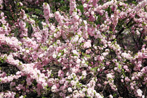 Spirea: výsadba a starostlivosť. Spirea prerezávanie