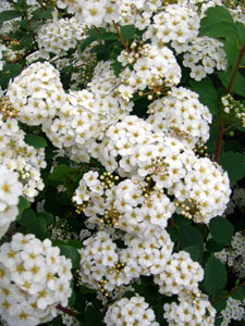 Spirea: výsadba a starostlivosť. Spirea prerezávanie