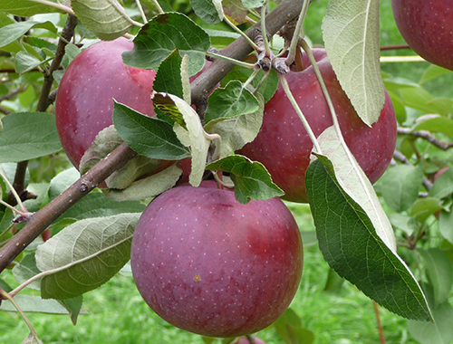 Lobo apple variety