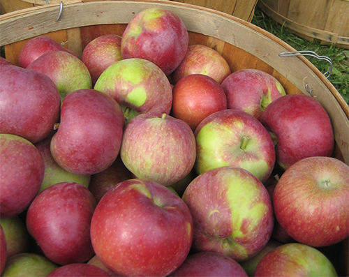 Lobo apple variety