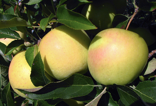 Сорт ябълка Golden Delicious