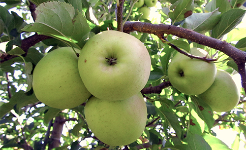 Сорт ябълка Golden Delicious