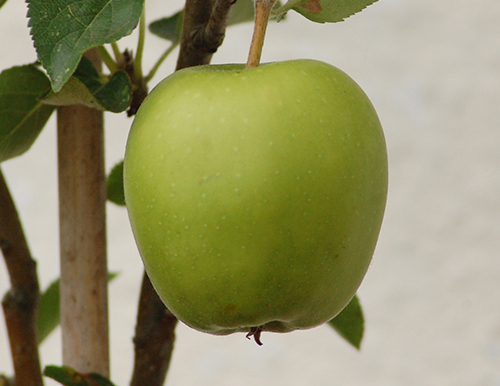 Сорт ябълка Golden Delicious