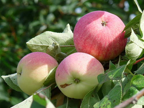 Apple variety Melba