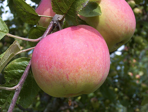 Apple variety Melba