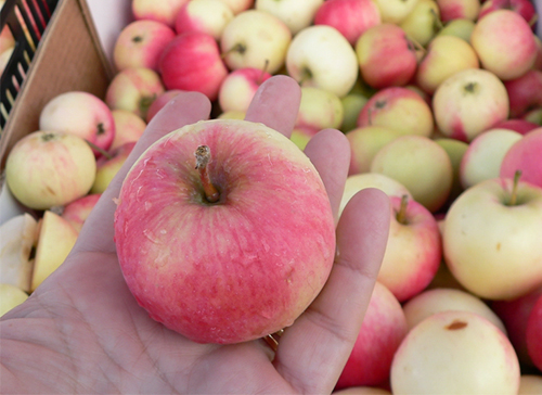 Apple variety Melba