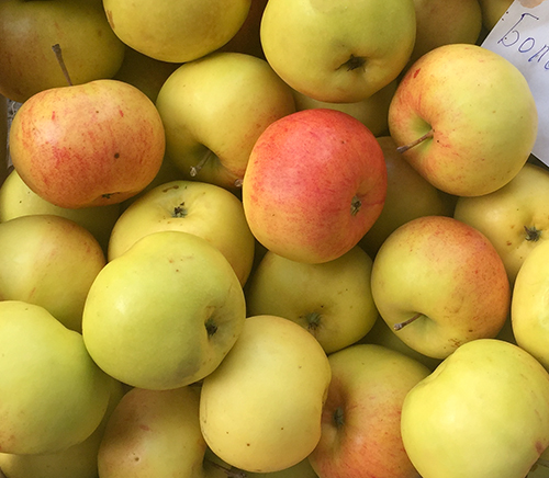 Apple variety Bolotovskoe