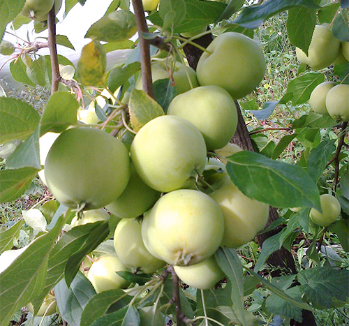 Iba't ibang uri ng Apple Sverdlovsk