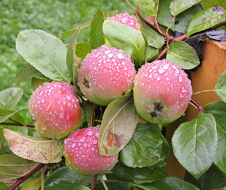 Jablečná odrůda Cherry (Cherry)