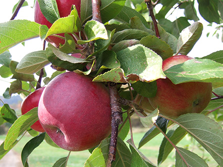 Apple variety Macintosh (Mekintosh)