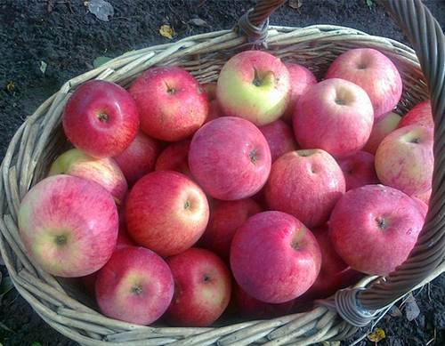 Appelvariëteit Orlovskoe gestreept