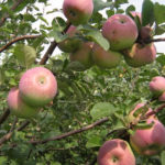 Apple variety Nastenka