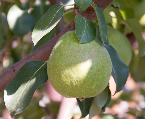 Pear variety Rich