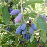 Honeysuckle variety Gourmet