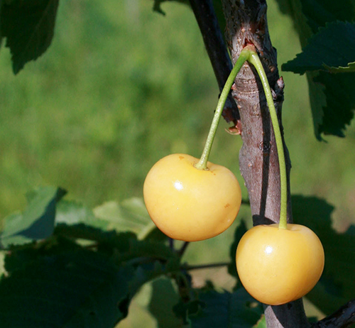 Varietà di ciliegie Chermashnaya