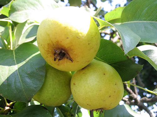 Bumbieru šķirne Limonka