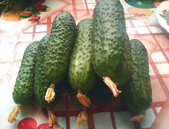 Variedade de pepino kibriya