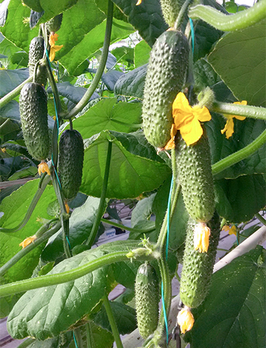 Variedade de pepino kibriya