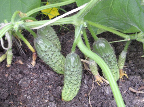 Cucumber variety Murashka