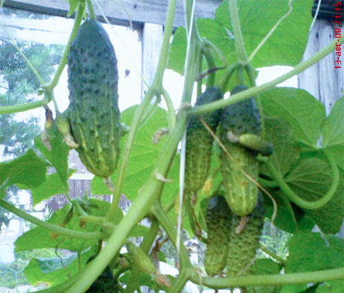 Cucumber variety Murashka