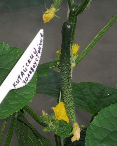 Cucumber variety Chinese cold-resistant