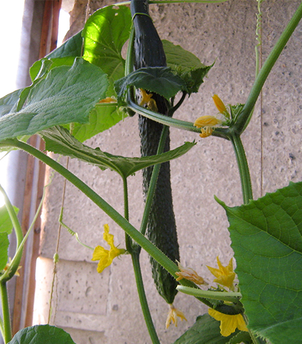 Cucumber variety Chinese cold-resistant