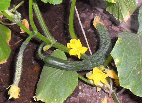 Cucumber variety Chinese cold-resistant