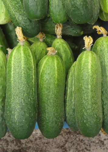 Cucumber variety Granddaughter