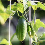 Cucumber variety Muromsky 36