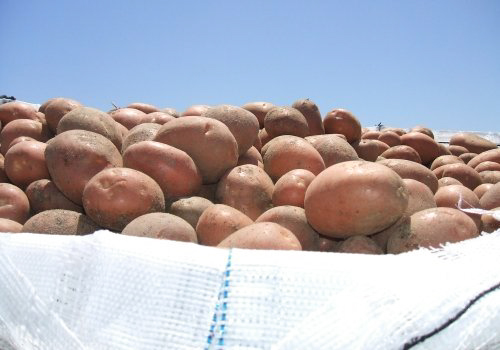 Bellarosa potato variety