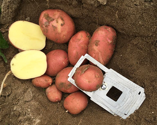 Bellarosa potato variety