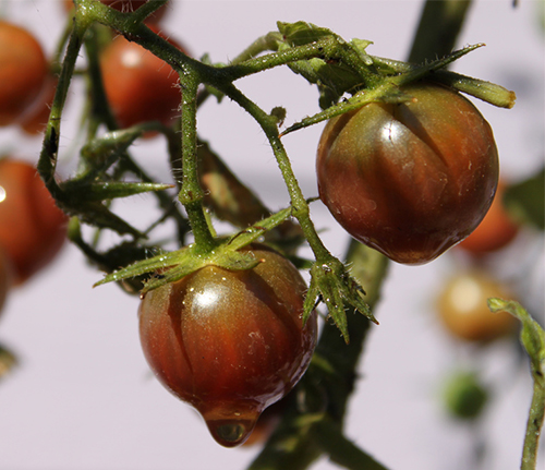 Tomato Chocolate Cherry