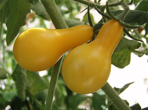 Tomato Yellow Pear