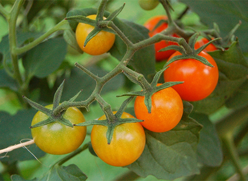 Tomato Sun Gold