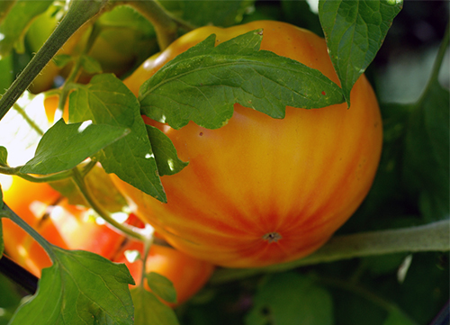 Tomato Mr. Stripey