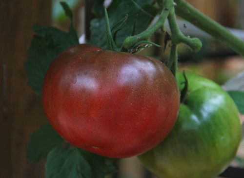 Tomato Cherokee Purple