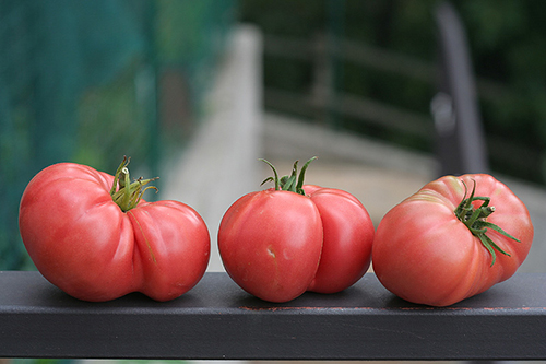 Tomato Brandywine Pink