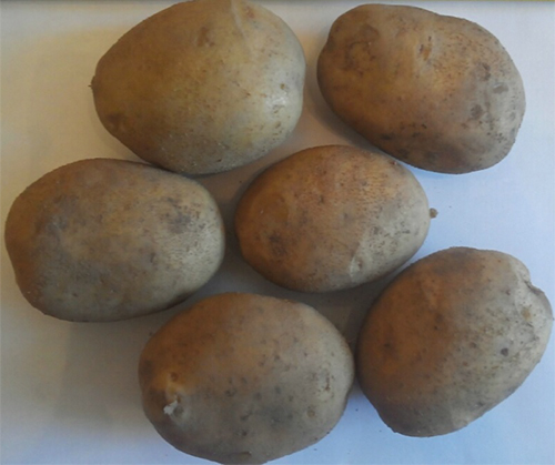 Varietat de patates Uladar