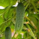 Cucumber variety Mazay (F1)