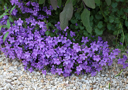 Aubriet засаждане и грижи