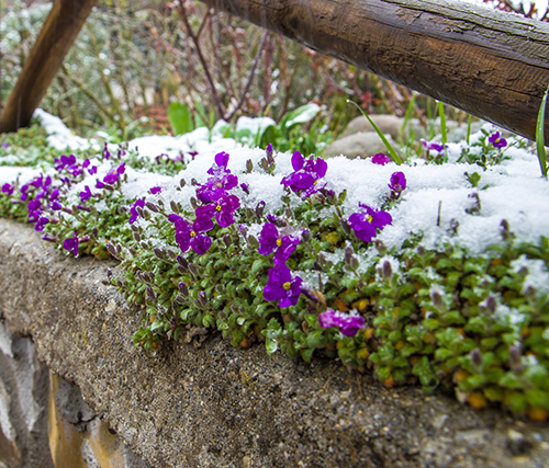 Aubriet засаждане и грижи