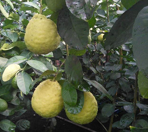 Lemon variety Kievsky large-fruited