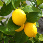 Meyer Lemon (Llimona Meyer)