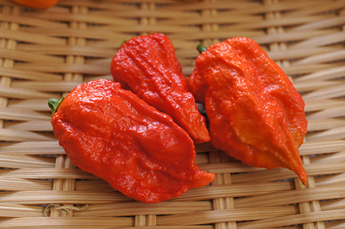 Сорт пипер Bhut Jolokia