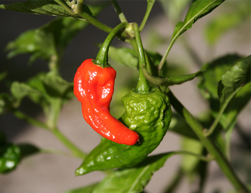 Сорт пипер Bhut Jolokia