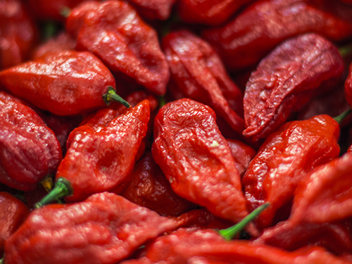 Сорт пипер Bhut Jolokia