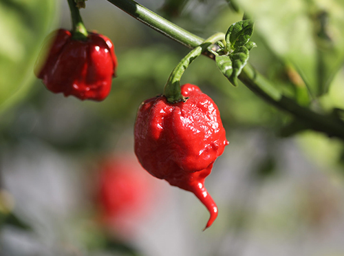 Сорт пипер Carolina Reaper (жътва на Carolina)