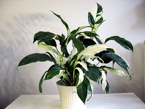 Odroda Spathiphyllum Picasso